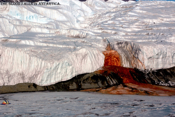 12 Craziest Things in Nature